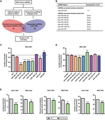 MicroRNA-129-5p Regulates Glycolysis and Cell Proliferation by Targeting the Glucose Transporter SLC2A3 in Gastric Cancer Cells